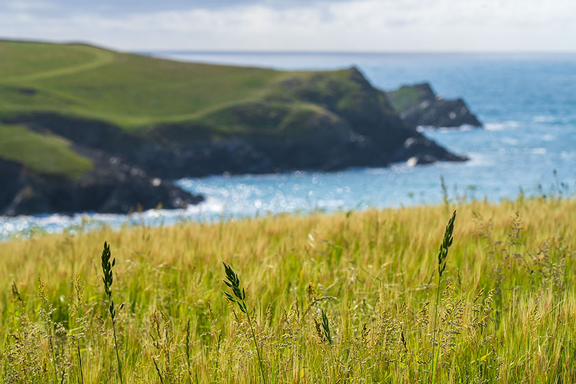 Kelseys, Grasses, West Pentire