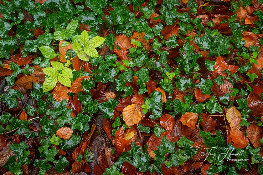Kennall Vale, Ash Tree Sapling, Beech Leaves, Autumn