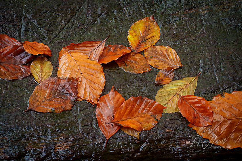 Kennall Vale, Beech Leaves, Autumn