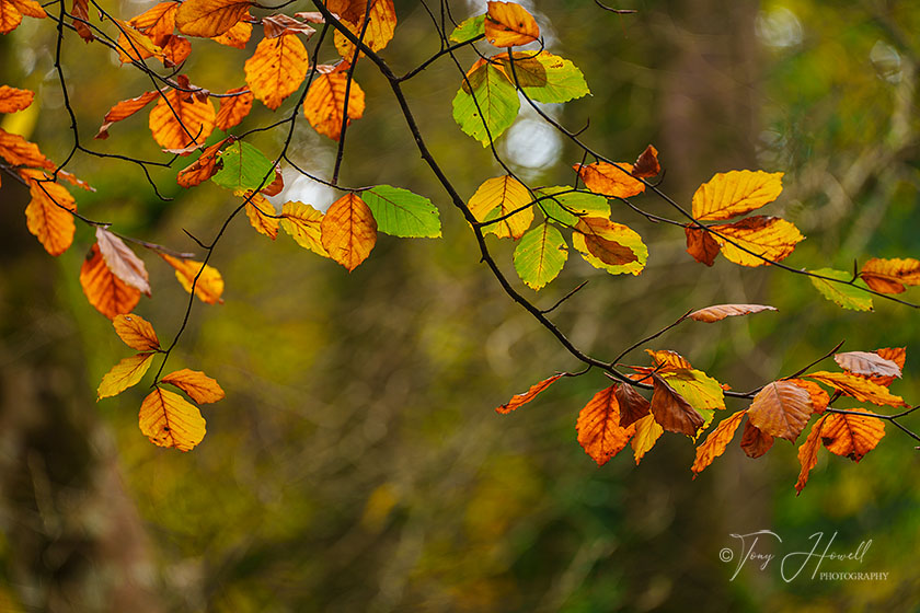 Beech Leaves, Kennall Vale