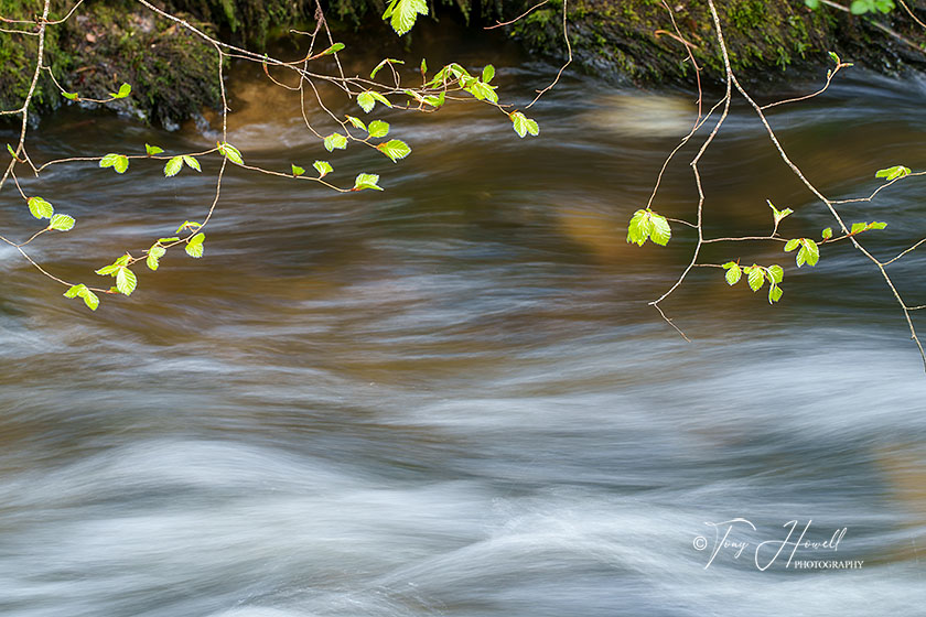 Kennall Vale, Beech Leaves, River