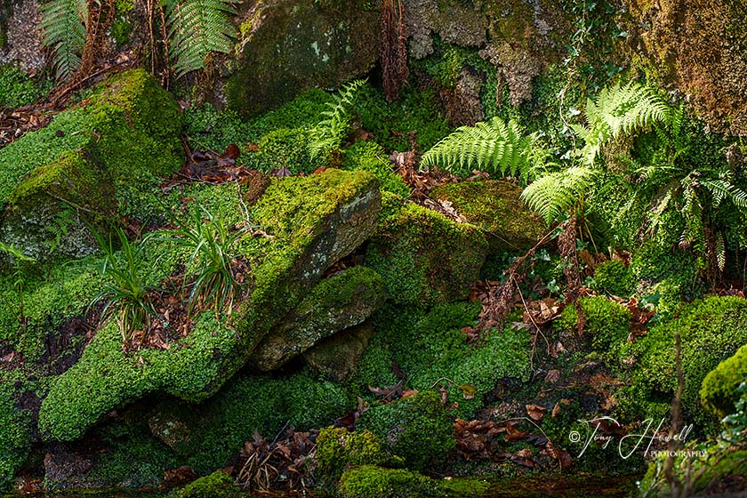 Kennall Vale, Fern