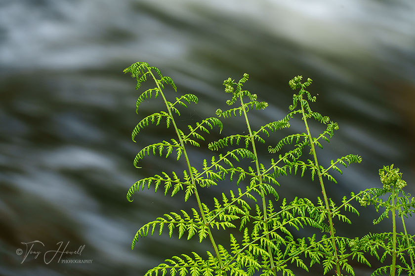 Kennall Vale, Fern
