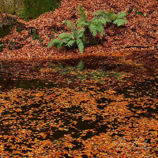 Kennall Vale, Ferns, Autumn