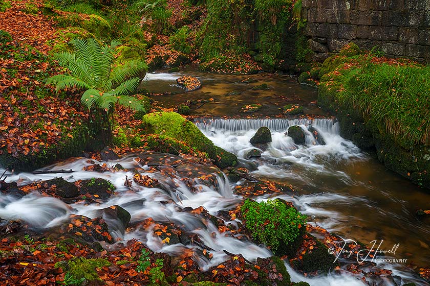 Kennall Vale, Beech Leaves, Autumn