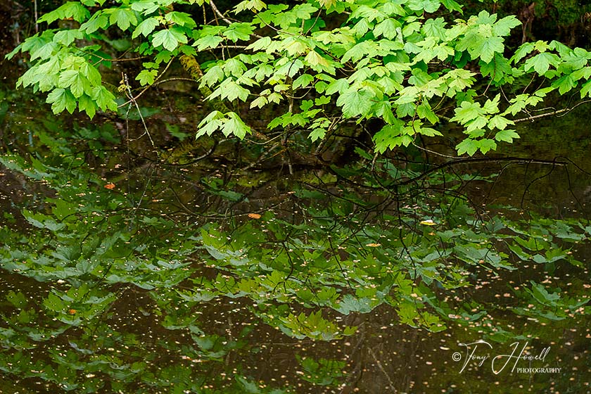 Kennall Vale, Maple Leaves