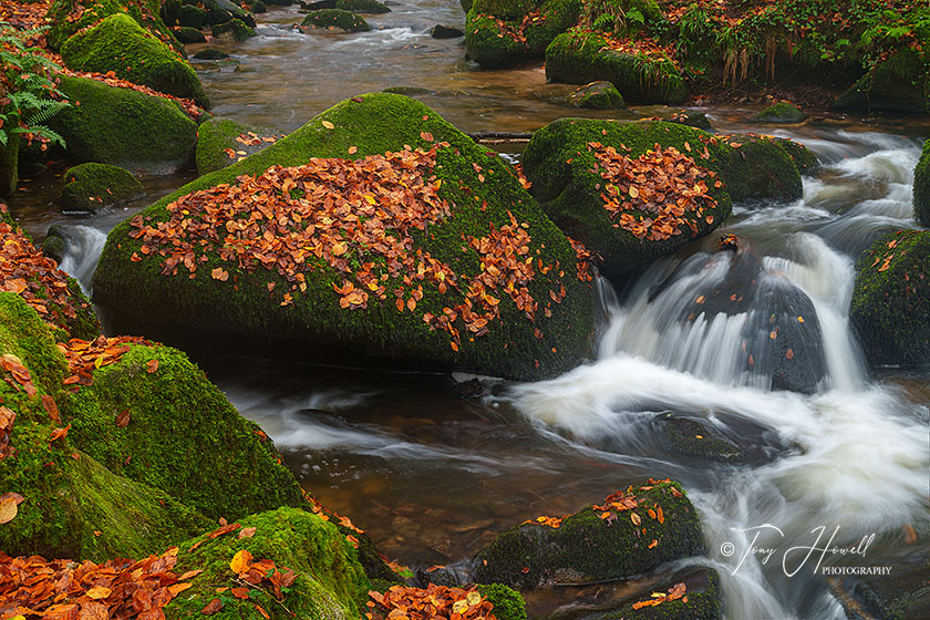 Kennall Vale, Mossy Boulders, Autumn