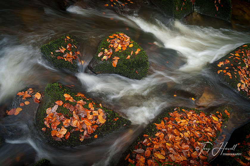 Kennall Vale, Mossy Boulders, Autumn