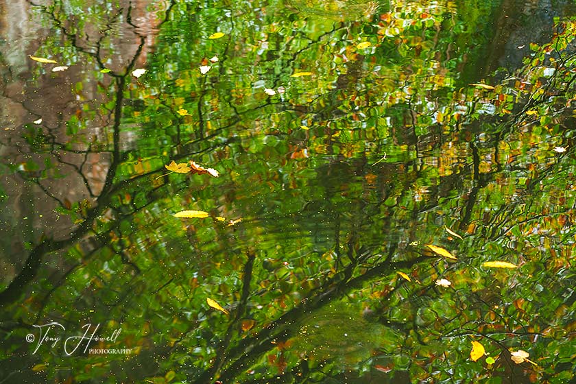 Tree Reflection, Leaves, Kennall Vale