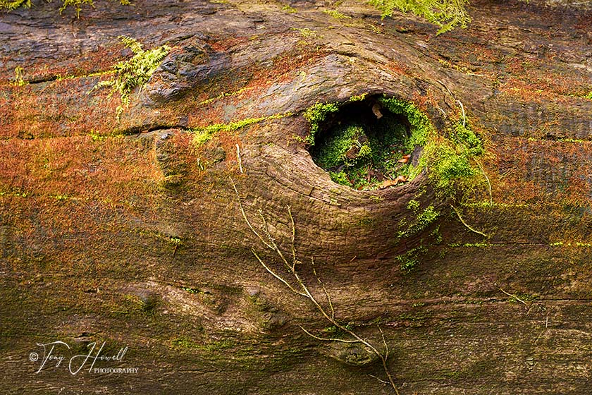 Kennall Vale, Tree Trunk