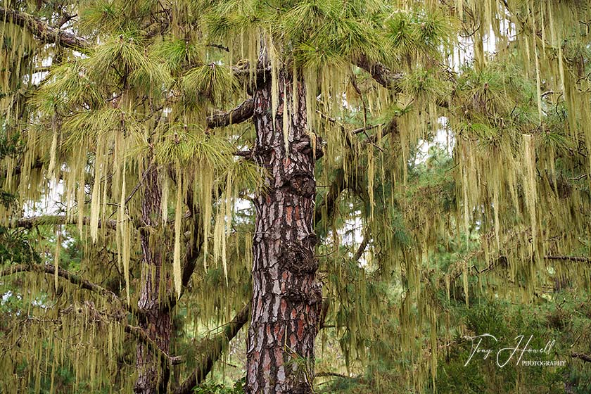 Lichen, Pine Tree