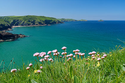 Lundy-Bay-Sea-Pinks-Cornwall