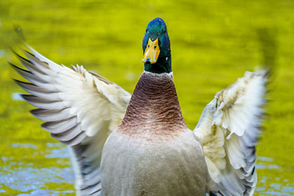 Mallard-Duck-Male-Truro-Cornwall