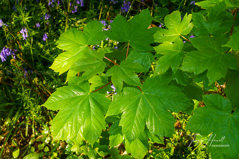 Bluebells, Maple Leaves, Tehidy Woods