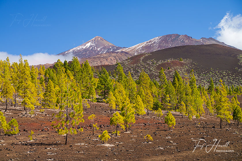 Mount Teide, Pine Trees