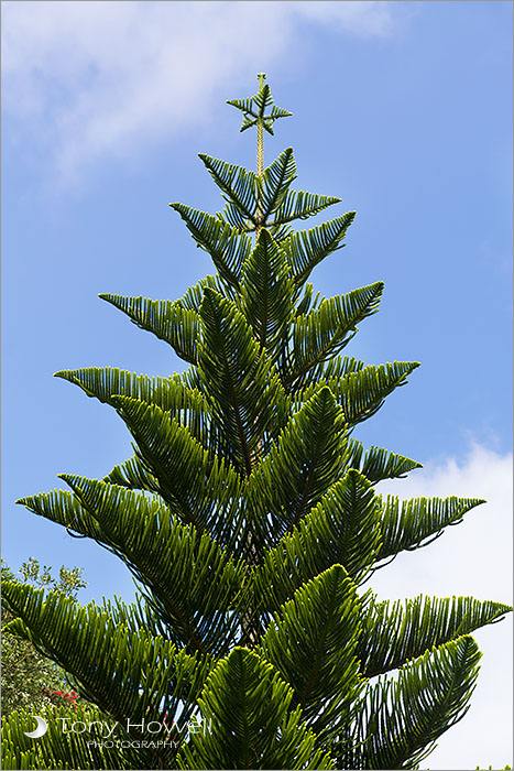Norfolk Island Pine Tree, Tresco