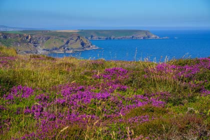 North-Cliffs-Heather-Tehidy-Cornwall