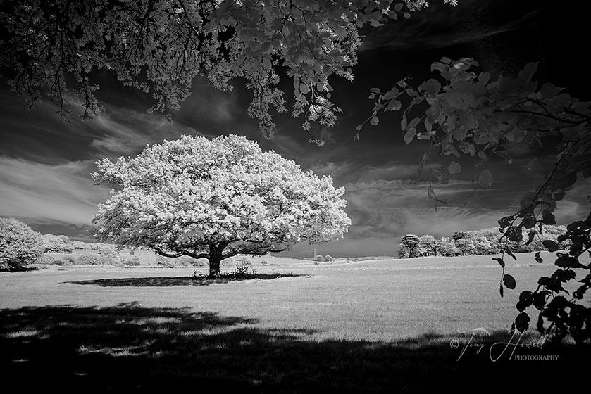 Oak Tree, Infrared, Tehidy (infrared camera; makes foliage turn white)