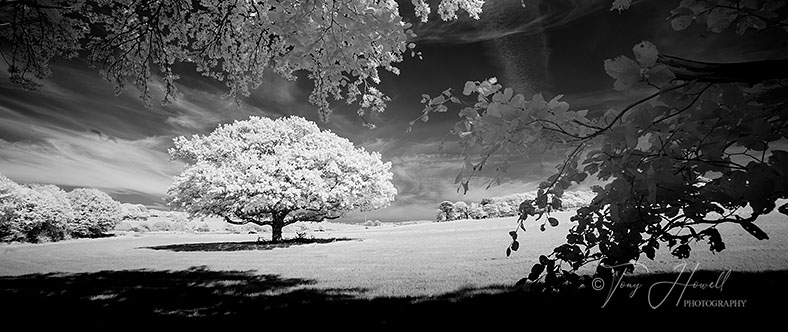 Oak Tree, Infrared, Tehidy (infrared camera; makes foliage turn white)