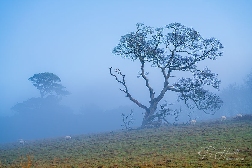 Oak Tree, Mist, Trelissick, Truro