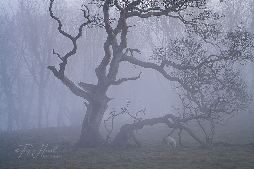 Oak Tree, Mist, Trelissick, Truro