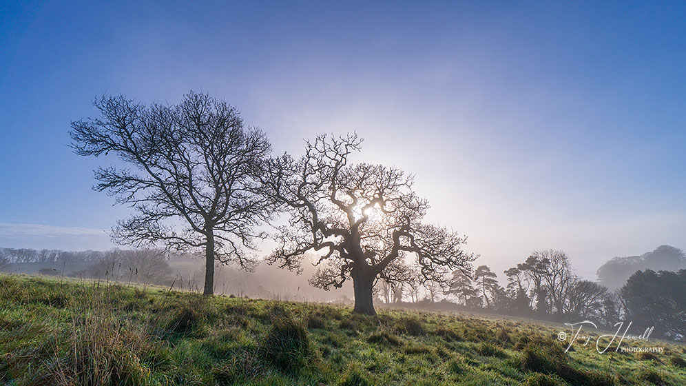 Oak Trees, Mist, Trelissick, Truro