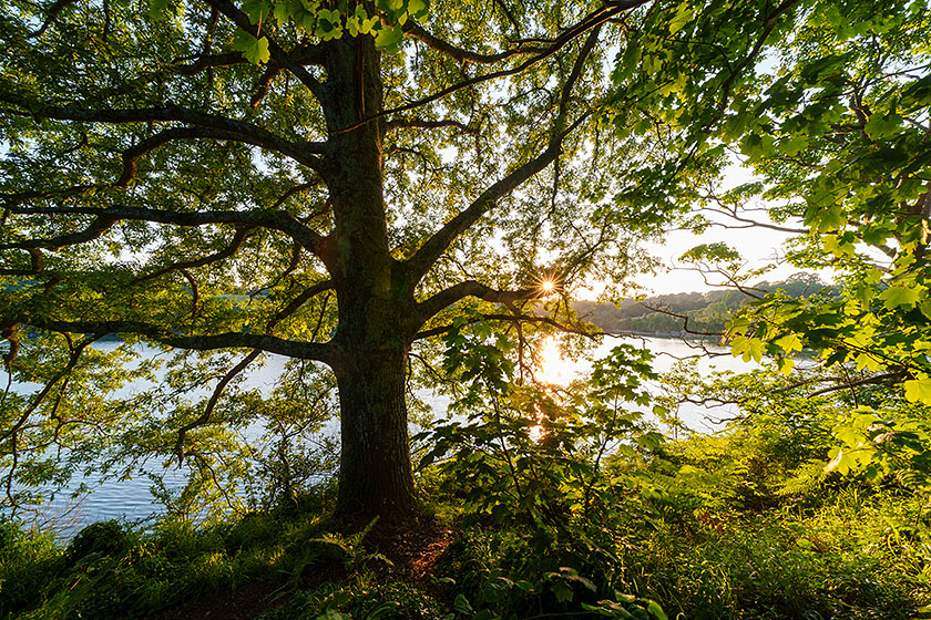 Oak Tree, Sunset, Trelissick