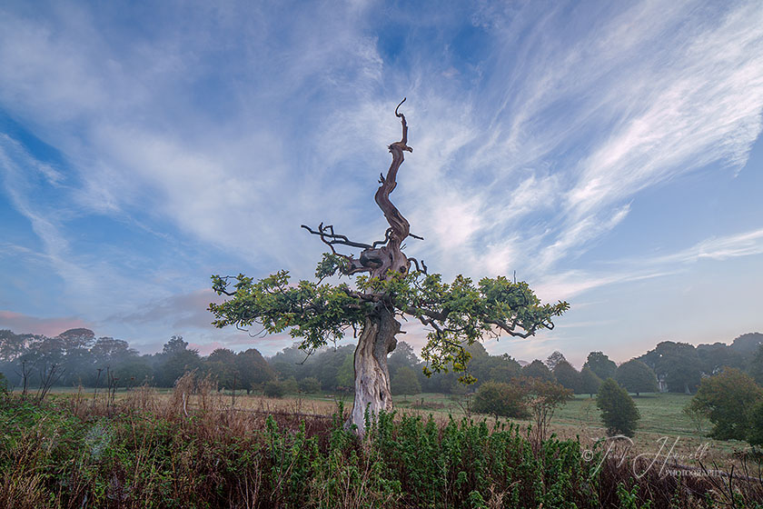 Oak Tree, Trelissick, Truro