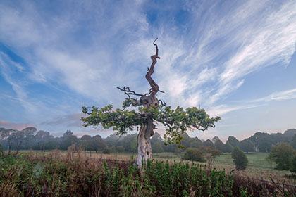 Oak-Tree-Trelissick-Truro-Cornwall-AR3550
