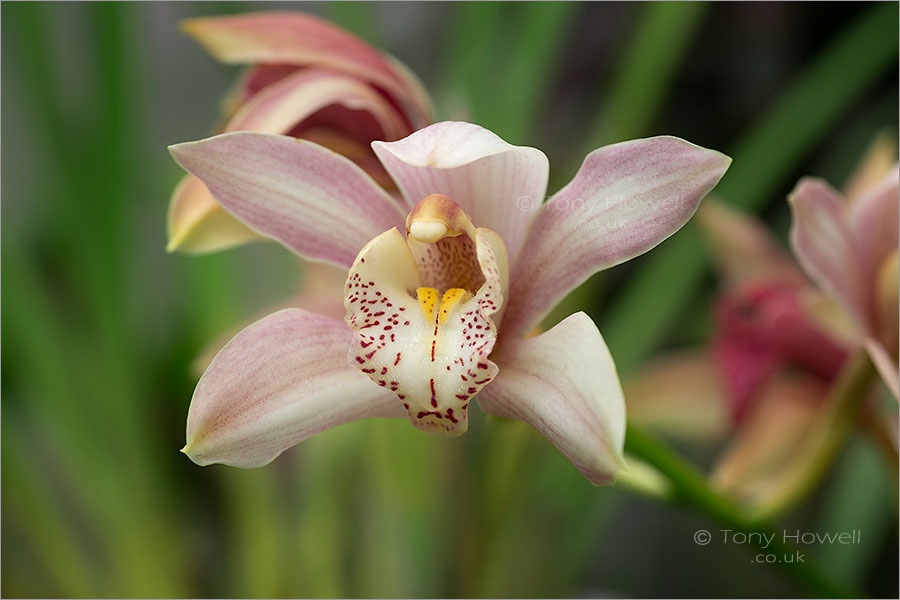Orchid - Cymbillium ortolan 