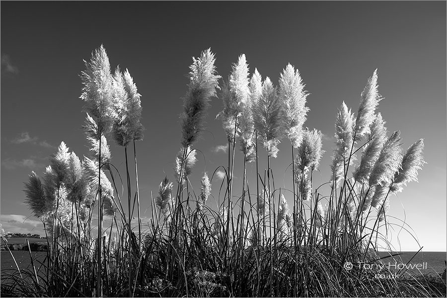 Pampas Grass - Cortaderia selloana