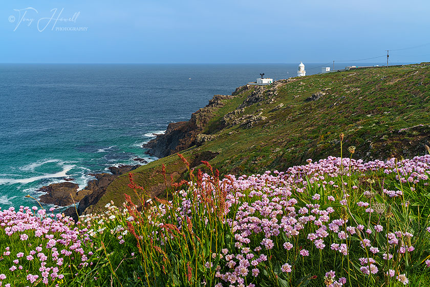 Pendeen Lighthouse, Sea Pinks