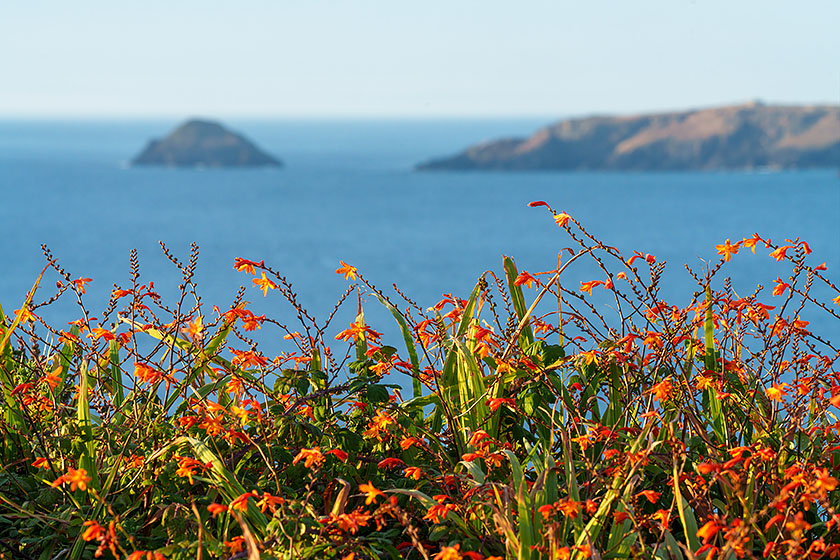 Penhale Point and Carters Rocks, Crocosmia Flowers
