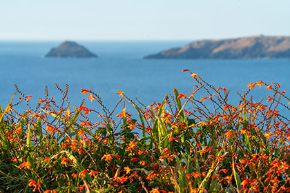 Penhale-Point-Crocosmia-Cornwall