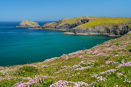 Penhale-Point-Sea-Pinks-Cornwall