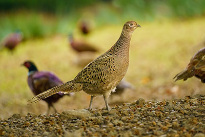 Pheasant-Female-Lake-District-Cumbria