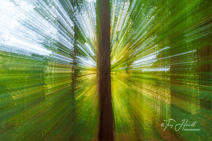 Pine Tree, zoomed in during exposure, Truro