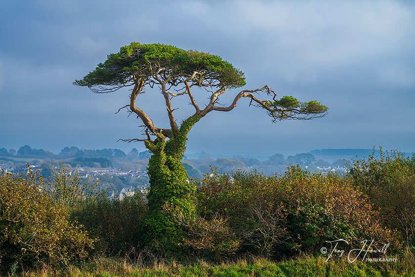 The Giving Tree, (Pine Tree), Truro