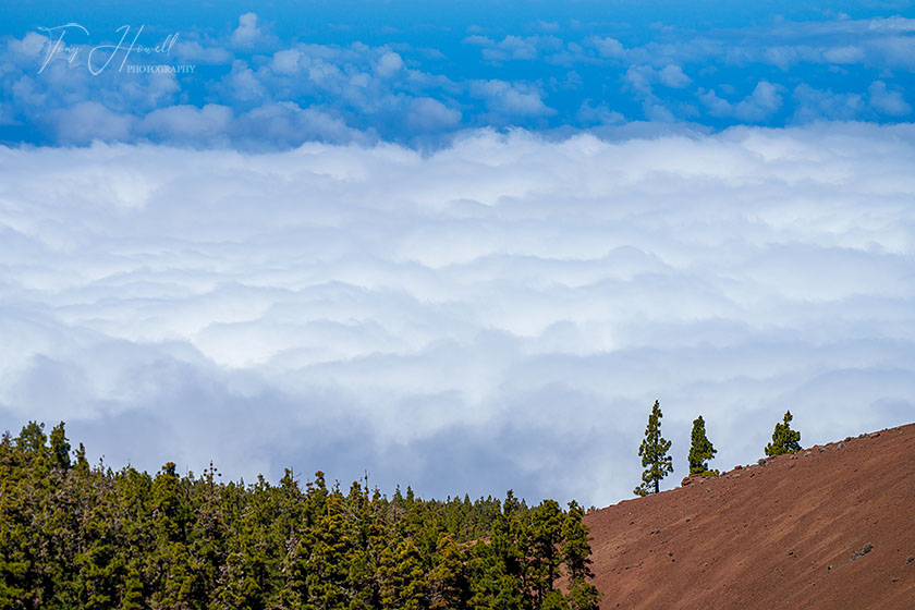 Pine Trees Above The Clouds