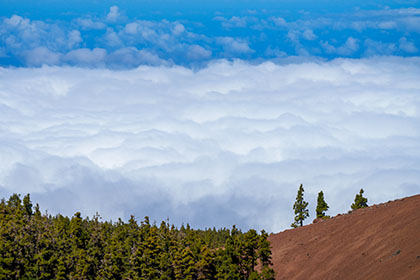 Pine-Trees-Above-Clouds-Tenerife