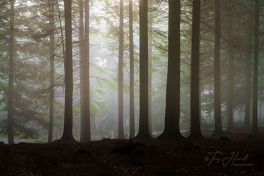 Pine Trees, Fog, Idless Woods