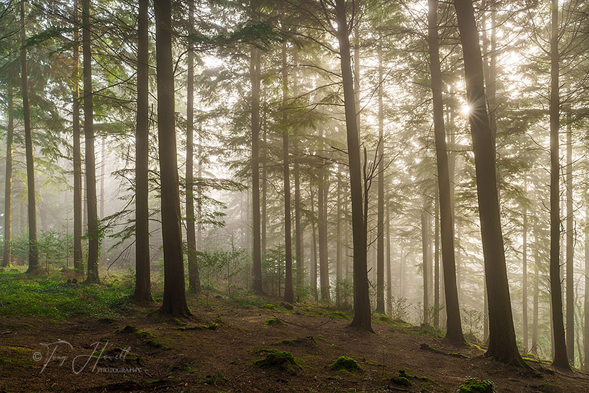 Pine Trees, Fog, Idless Woods