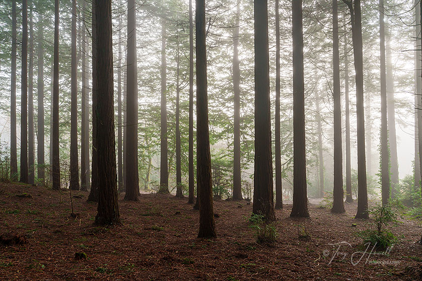 Pine Trees, Fog, Idless Woods