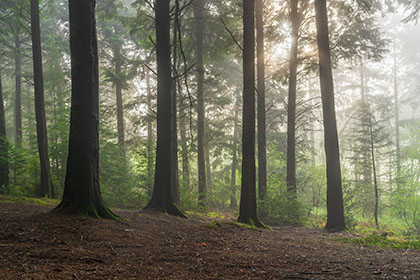 Pine-Tree-Idless-Woods-Cornwall