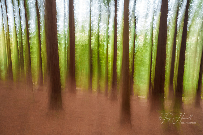 Pine Trees, Idless Woods, ICM (Intentional Camera Movement)