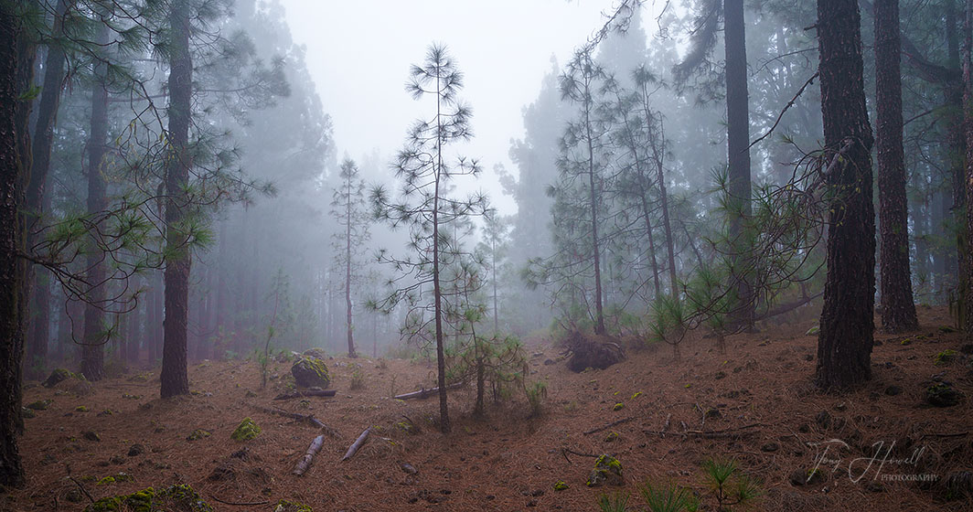 Pine Trees, Mist, Corona Forest