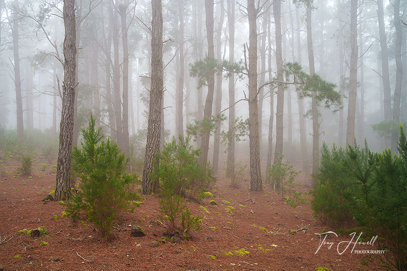 Pine Trees, Mist, Corona Forest