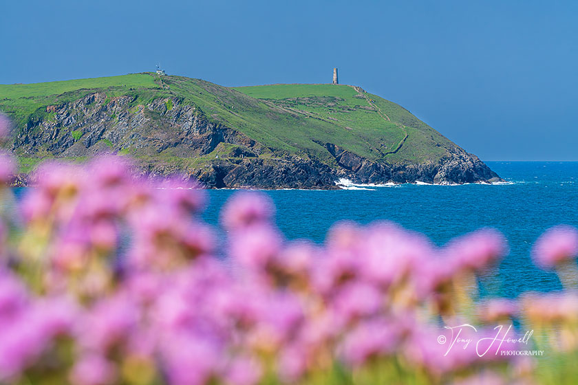 Stepper Point, Polzeath, Sea Pinks