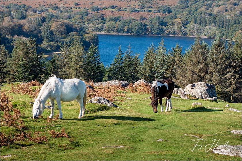 Ponies, Sheeps Tor, Burrator Reservoir