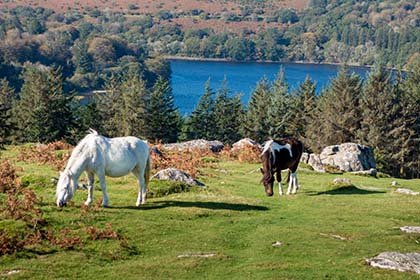 Ponies-Sheeps-Tor-Burrator-Reservoir-Dartmoor-Devon